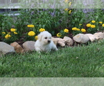 Small Photo #34 Bichon Frise Puppy For Sale in HUMBOLDT, IL, USA