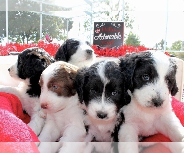 Medium Photo #1 Aussiedoodle Puppy For Sale in WINTER HAVEN, FL, USA