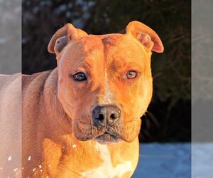 American Staffordshire Terrier Dogs for adoption in Albuquerque, NM, USA