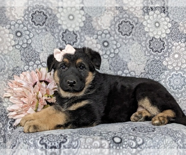 Medium Photo #5 German Shepherd Dog Puppy For Sale in GLEN ROCK, PA, USA