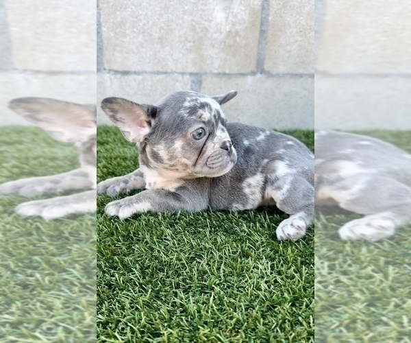 Medium Photo #5 French Bulldog Puppy For Sale in RIVERSIDE, CA, USA