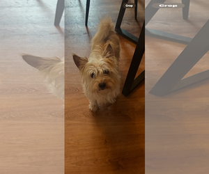 Mutt Dogs for adoption in Jackson Township, NJ, USA