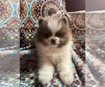 Small Pomeranian