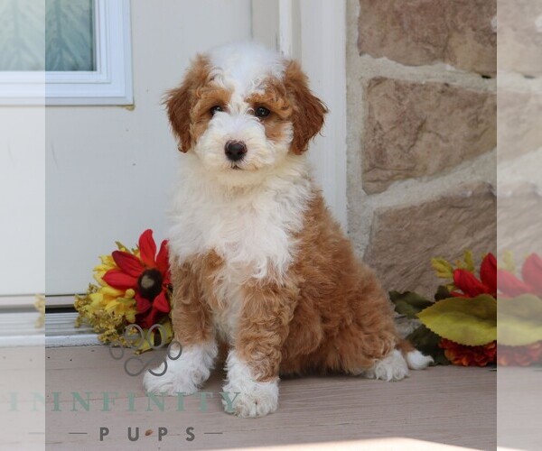 Medium Photo #4 Goldendoodle (Miniature) Puppy For Sale in GORDONVILLE, PA, USA