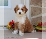 Small #3 Goldendoodle (Miniature)