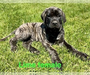 Mastiff Puppy for sale in NEOGA, IL, USA