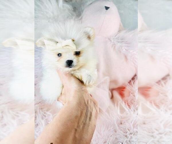Medium Photo #7 Pomeranian Puppy For Sale in NEW YORK, NY, USA