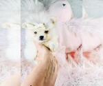 Small #6 Pomeranian