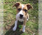 Small #2 American Staffordshire Terrier Mix