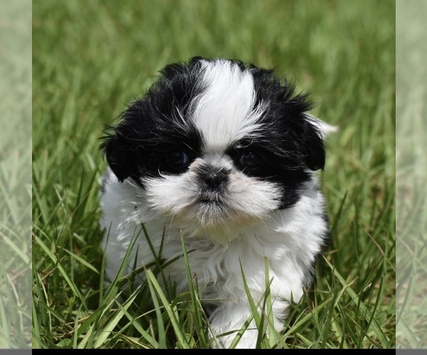 Medium Photo #2 Shih Tzu Puppy For Sale in PALM COAST, FL, USA