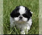 Small #1 Shih Tzu