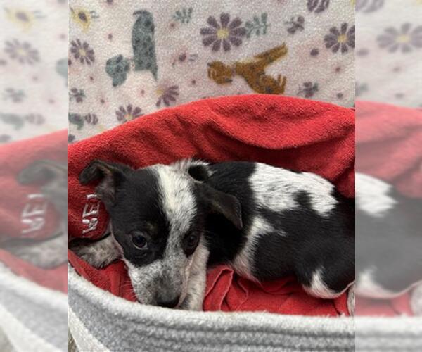 Medium Photo #1 Collie-Unknown Mix Puppy For Sale in Rosenberg, TX, USA