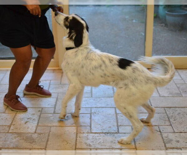 Medium Photo #2 English Setter-Unknown Mix Puppy For Sale in Germanton, TN, USA