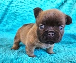 Small Photo #2 French Bulldog Puppy For Sale in LAS VEGAS, NV, USA