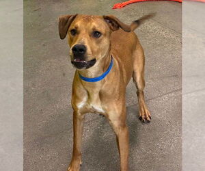 Black Mouth Cur-Unknown Mix Dogs for adoption in Queen Creek, AZ, USA