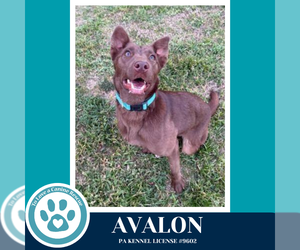 Labsky Dogs for adoption in Kimberton, PA, USA