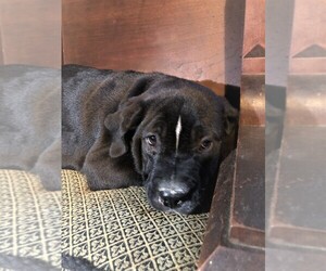 Golden Retriever-Olde English Bulldogge Mix Puppy for sale in ROWLEY, MA, USA