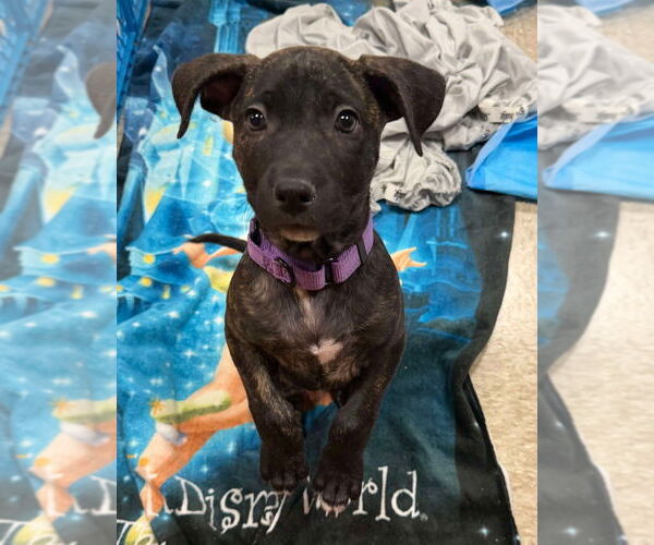 Medium Photo #9 American Staffordshire Terrier-Unknown Mix Puppy For Sale in Wenonah, NJ, USA