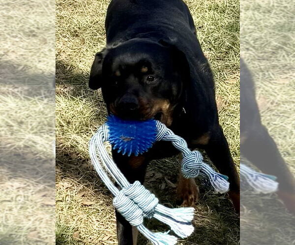 Medium Photo #4 Rottweiler Puppy For Sale in Mooresville, NC, USA