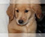 Small Photo #14 Golden Retriever Puppy For Sale in SPENCER, TN, USA