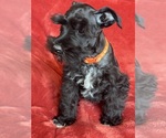 Small #8 Schnauzer (Miniature)