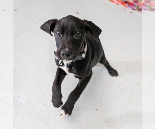 Medium Photo #3 Great Dane-Retriever  Mix Puppy For Sale in Springdale, PA, USA