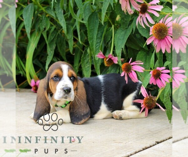 Medium Photo #2 Basset Hound Puppy For Sale in MANHEIM, PA, USA