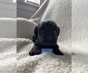 Cocker Spaniel Puppy for Sale in DURANT, Oklahoma USA