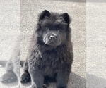 Small Photo #9 Chow Chow Puppy For Sale in ELGIN, IL, USA