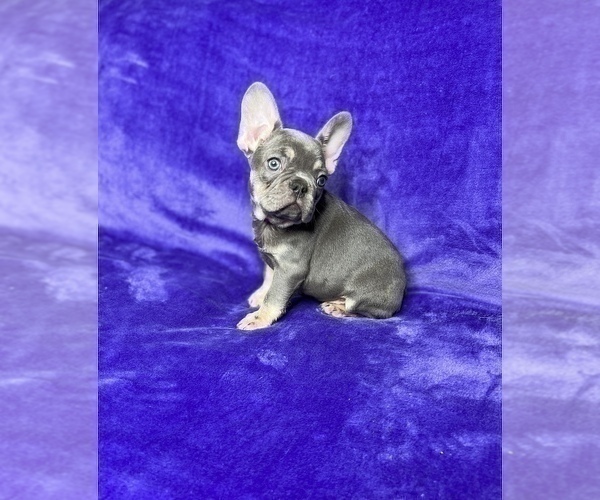 Medium Photo #13 French Bulldog Puppy For Sale in KENNESAW, GA, USA