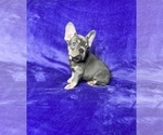 Small Photo #13 French Bulldog Puppy For Sale in KENNESAW, GA, USA
