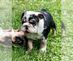 Small Photo #2 English Bulldogge Puppy For Sale in OXFORD, CT, USA