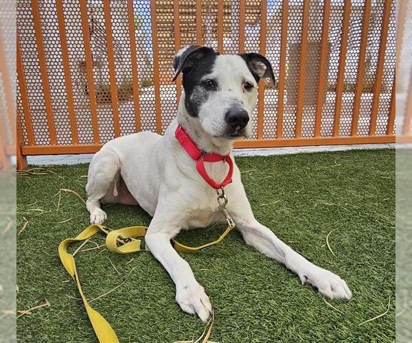 Medium Photo #2 American Pit Bull Terrier-Unknown Mix Puppy For Sale in Las Vegas, NV, USA