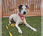Small #1 American Pit Bull Terrier Mix