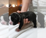Small Photo #14 Boston Terrier Puppy For Sale in NEW PORT RICHEY, FL, USA