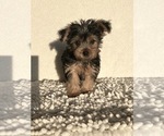 Small #4 Yorkshire Terrier