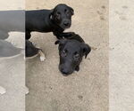 Small #2 Labrador Retriever Mix