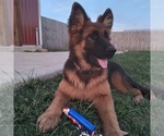 Small Photo #4 German Shepherd Dog Puppy For Sale in MILFORD, IN, USA