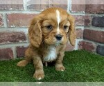 Small #3 Cavalier King Charles Spaniel