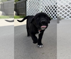 Labrador Retriever-Unknown Mix Dogs for adoption in Aurora, IN, USA