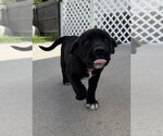 Small Labrador Retriever Mix