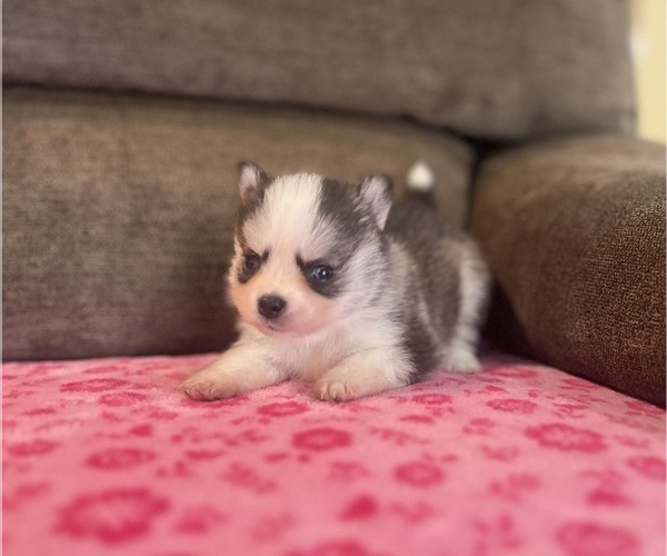 Medium Photo #4 Pomsky Puppy For Sale in DRACUT, MA, USA