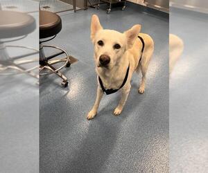 German Shepherd Dog Dogs for adoption in Pearland, TX, USA