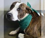 Small Plott Hound Mix