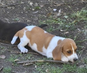 Medium Beagle