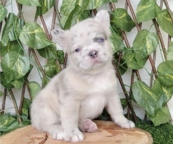 Medium Photo #3 French Bulldog Puppy For Sale in UNIVERSAL CITY, CA, USA