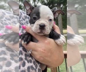 Boston Terrier Puppy for sale in BEND, OR, USA