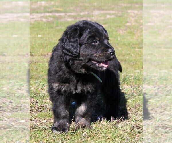 Medium Photo #7 Golden Mountain Dog Puppy For Sale in CLAYTON, WA, USA
