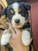 Small Photo #1 Australian Shepherd Puppy For Sale in GEORGETOWN, TN, USA