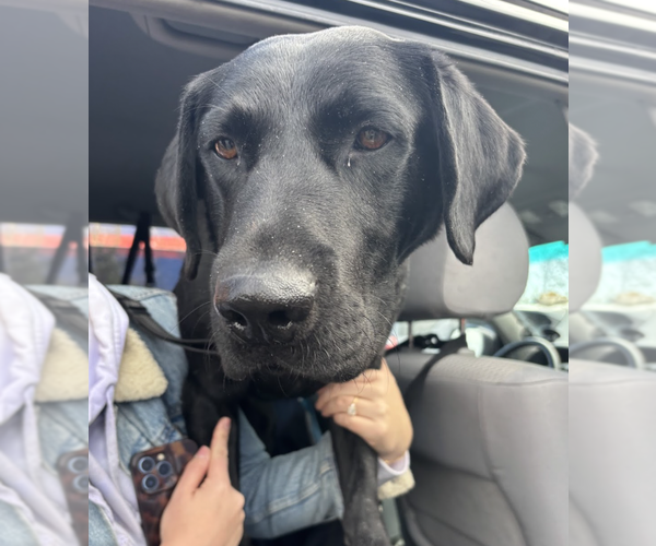 Medium Photo #1 Labrador Retriever Puppy For Sale in Brooklyn, NY, USA